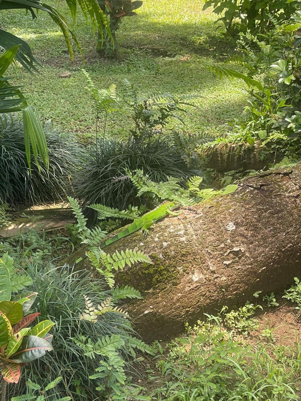קפוס La Foresta Nature Resort מראה חיצוני תמונה